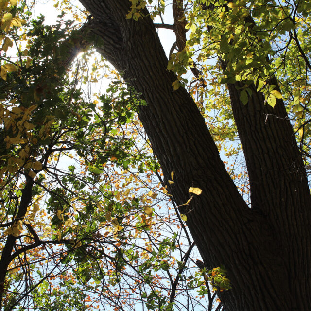 Sunlight filters through the leaves of a tall tree on the Earley Lake Trail, highlighting the vibrant greenery and natural beauty surrounding the path.