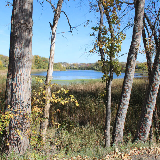 A scenic view of Earley Lake, framed by tall trees and surrounded by lush greenery, as seen from the walking trail near Regent at Burnsville.